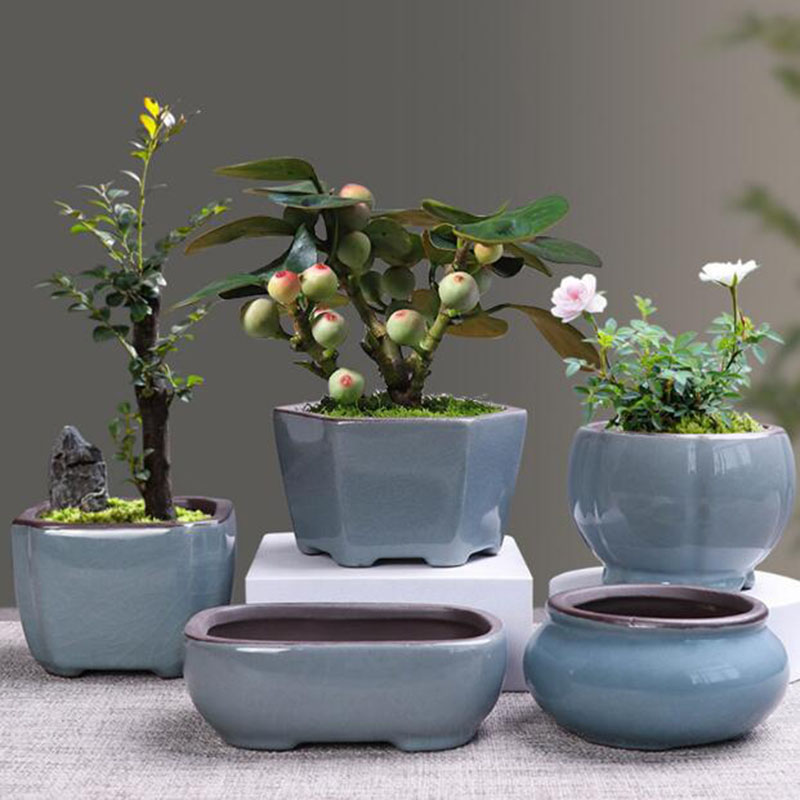 Bonsai Gardenia - الرجعية أصيص ورد سيراميك الهليون عصاري