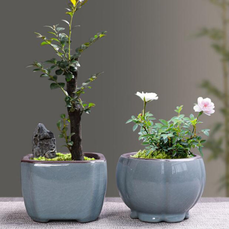 الرجعية أصيص ورد سيراميك الهلي - مراجعة Bonsai Gardenia وسعره