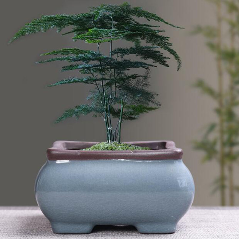 الرجعية أصيص ورد سيراميك الهلي - مراجعة Bonsai Gardenia وسعره